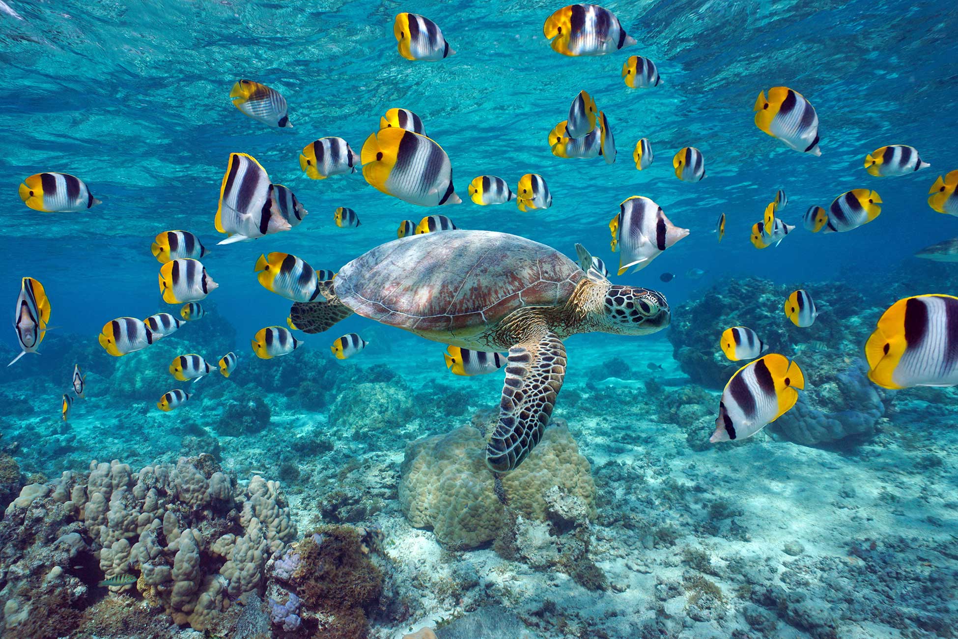Rangiroa Dream Premium 2026