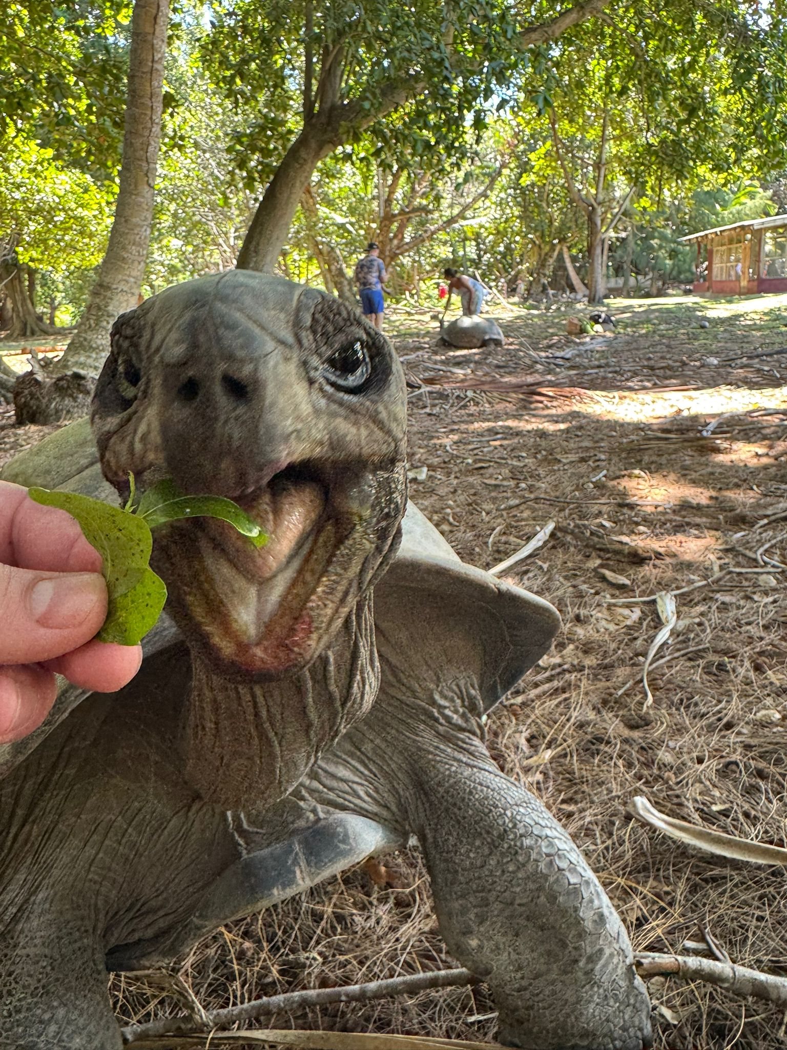Obří želva Aldabra